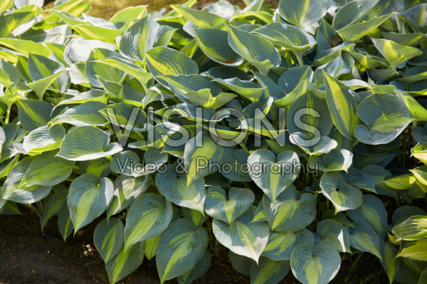 Hosta Catherine Hosta Catherine