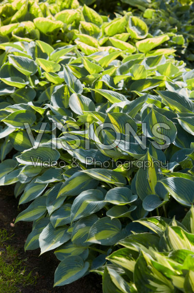 Hosta Catherine Hosta Catherine