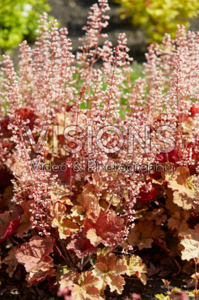 Heuchera Van Gogh Heuchera Van Gogh