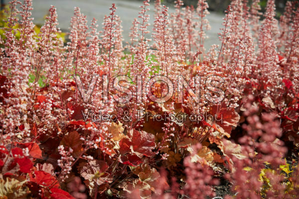 Heuchera Van Gogh Heuchera Van Gogh