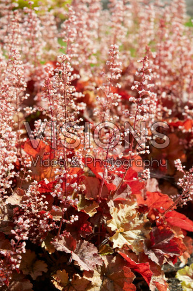Heuchera Van Gogh Heuchera Van Gogh