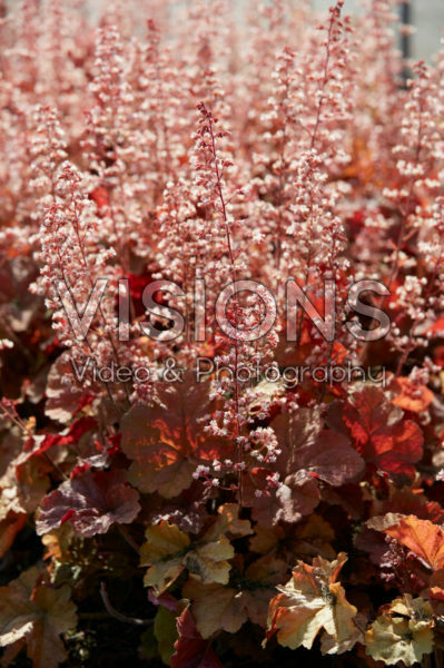 Heuchera Van Gogh Heuchera Van Gogh
