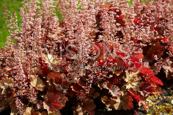Heuchera Pink Pearls Heuchera Pink Pearls