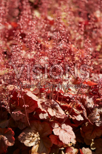 Heuchera Pink Pearls Heuchera Pink Pearls