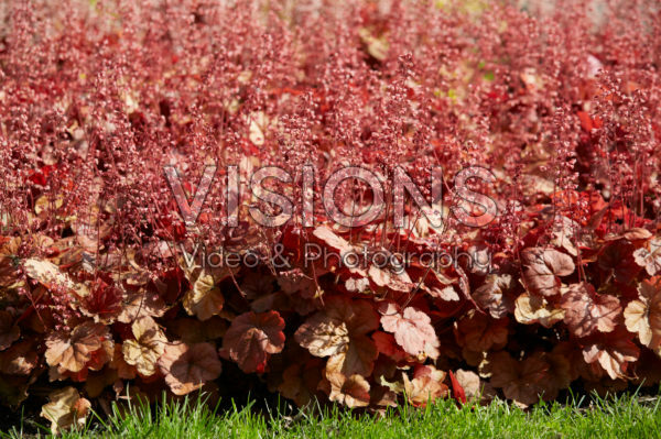 Heuchera Pink Pearls Heuchera Pink Pearls