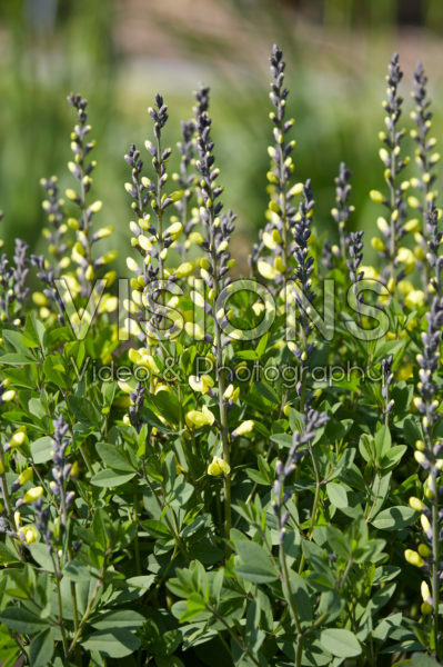 Baptisia Lemon Meringue Baptisia Lemon Meringue