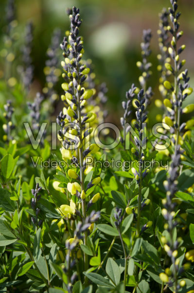 Baptisia Lemon Meringue Baptisia Lemon Meringue