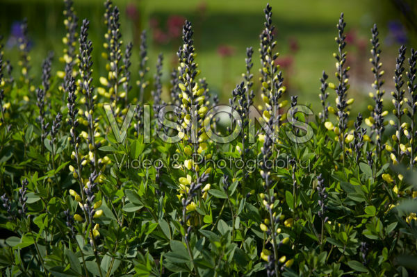 Baptisia Lemon Meringue Baptisia Lemon Meringue
