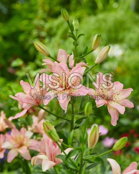 Lilium Noelle's Favorite Lilium Noelle's Favorite