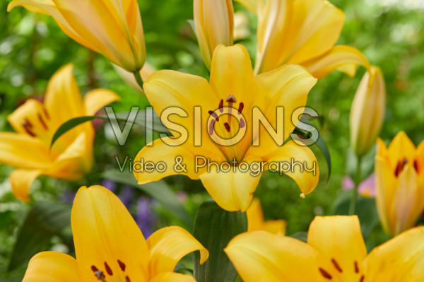 Lilium Terrasol Lilium Terrasol