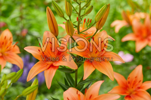 Lilium Bente's Favorite