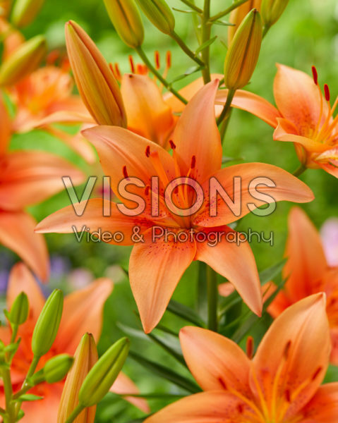Lilium Bente's Favorite Lilium Bente's Favorite
