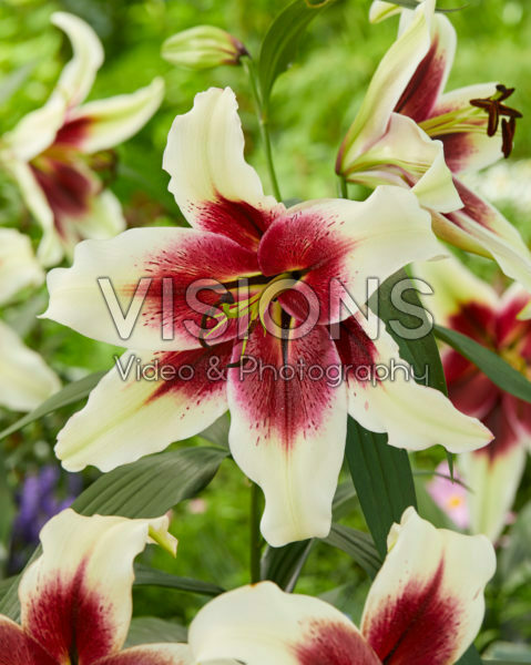 Lilium Zeba Lilium Zeba