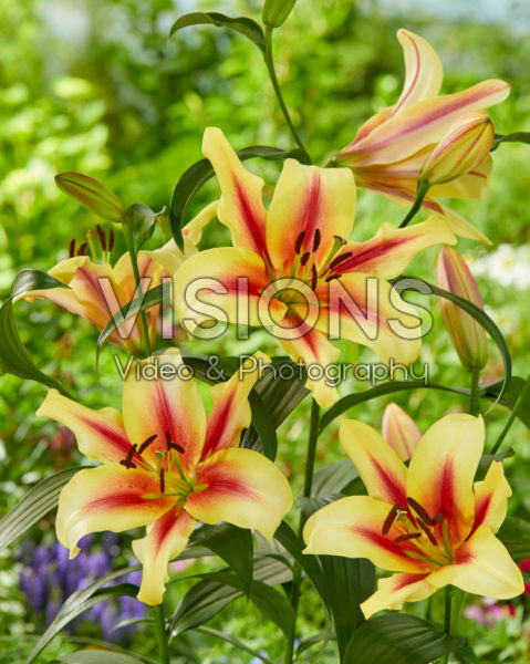 Lilium Lavon