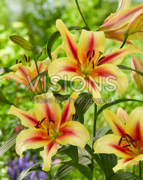 Lilium Lavon