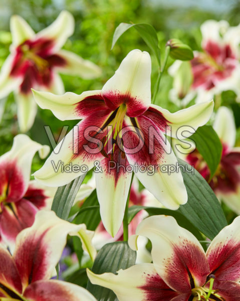 Lilium Zeba Lilium Zeba