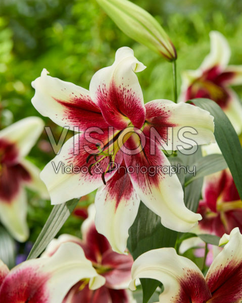 Lilium Zeba Lilium Zeba