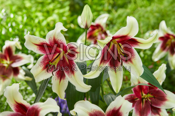 Lilium Zeba Lilium Zeba