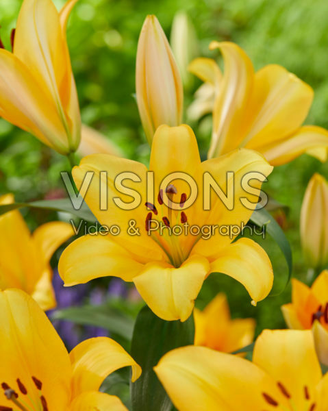 Lilium Terrasol
