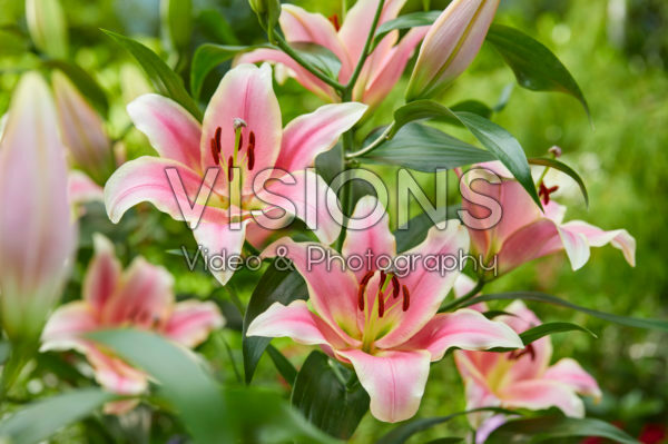 Lilium Cimone Lilium Cimone