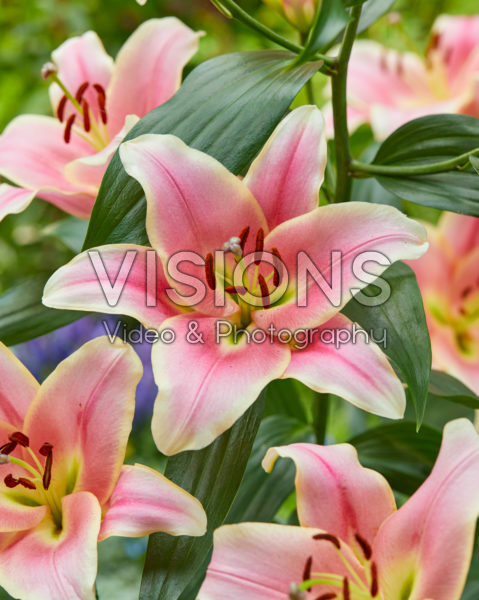 Lilium Cimone Lilium Cimone