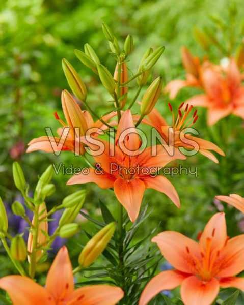 Lilium Bente's Favorite Lilium Bente's Favorite