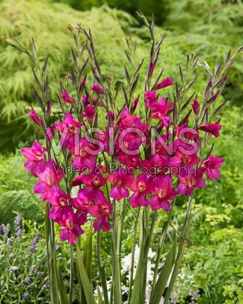 Gladiolus Whistling Jack Gladiolus Whistling Jack