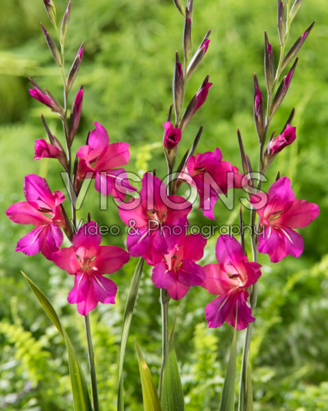 Gladiolus Whistling Jack Gladiolus Whistling Jack