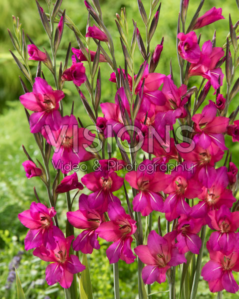 Gladiolus Whistling Jack Gladiolus Whistling Jack
