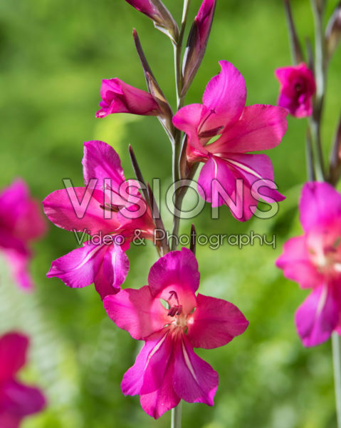Gladiolus Whistling Jack
