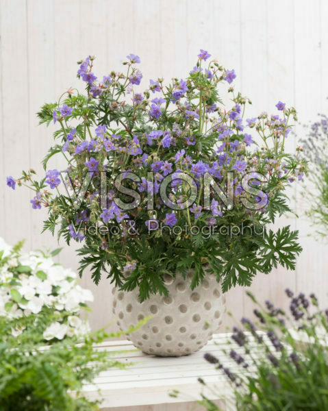 Geranium pratense Azure Skies Geranium pratense Azure Skies