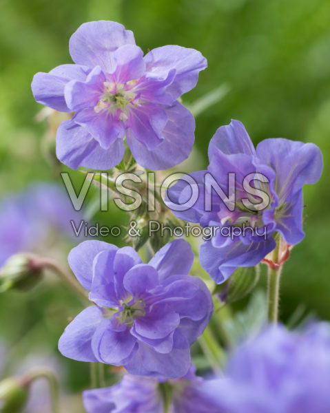 Geranium pratense Azure Skies Geranium pratense Azure Skies