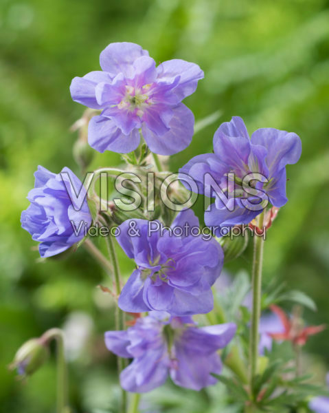 Geranium pratense Azure Skies Geranium pratense Azure Skies