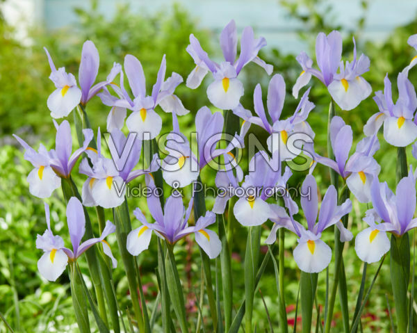 Iris Skylight