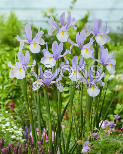 Iris Skylight Iris Skylight