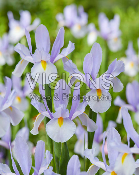 Iris Skylight Iris Skylight