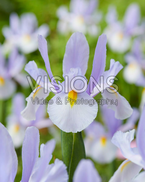 Iris Skylight Iris Skylight