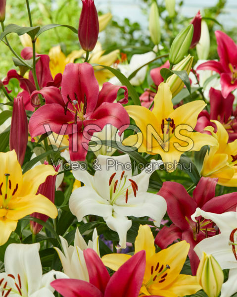 Lilium OT mix Lilium OT mix