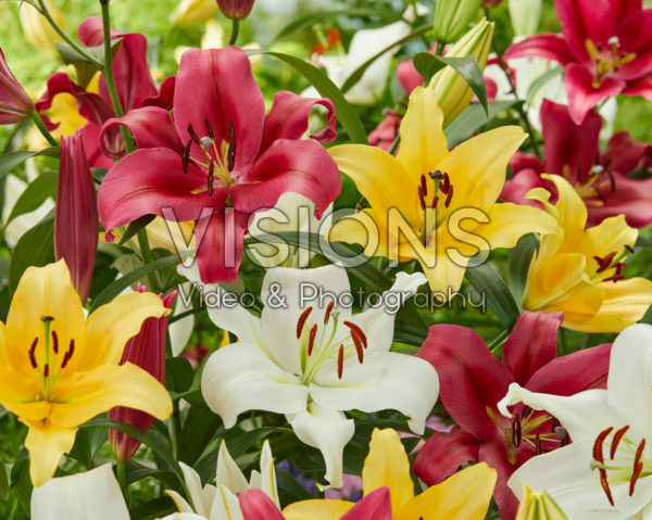 Lilium OT mix Lilium OT mix
