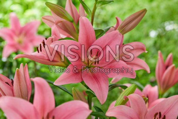 Lilium Boardwalk Lilium Boardwalk