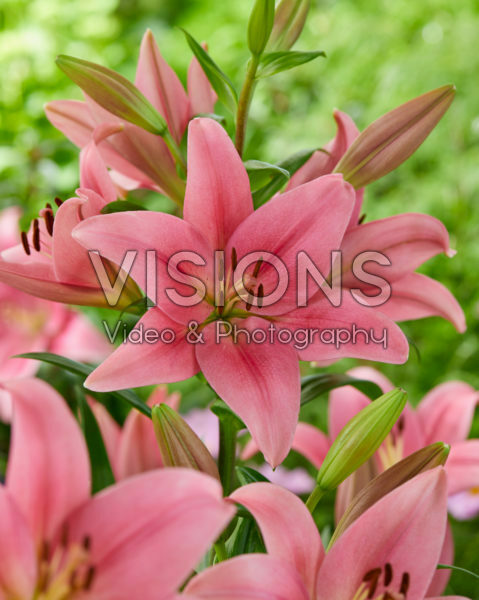 Lilium Boardwalk Lilium Boardwalk