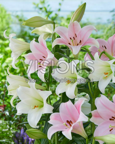 Lilium Cali, White Heaven Lilium Cali, White Heaven
