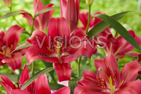 Lilium Red Desire