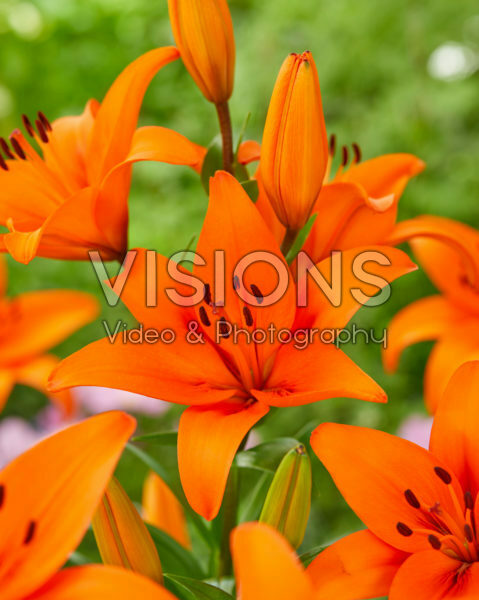 Lilium Shadai Lilium Shadai