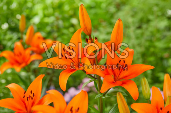 Lilium Shadai Lilium Shadai