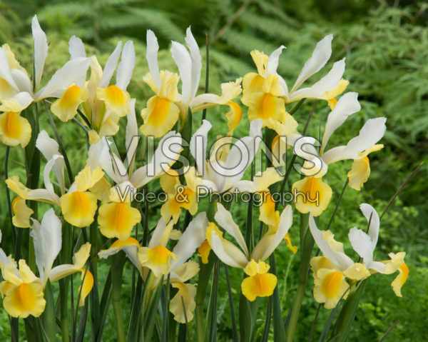 Iris Montecito Iris Montecito