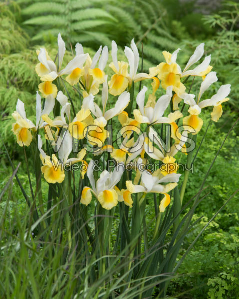 Iris Montecito Iris Montecito