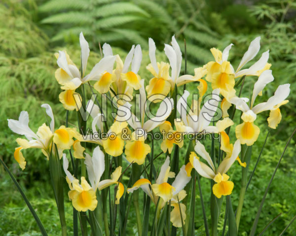 Iris Montecito Iris Montecito