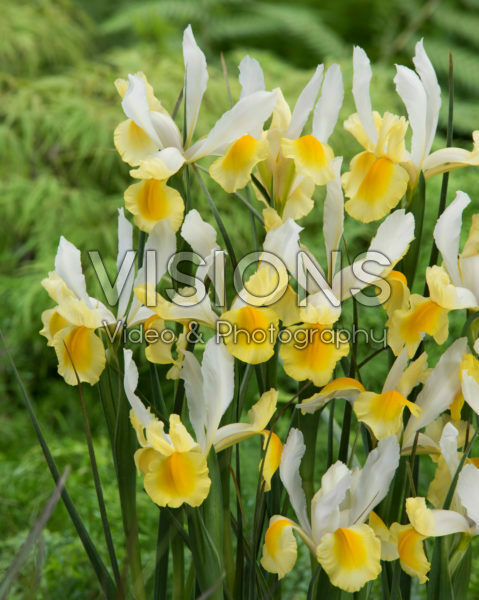 Iris Montecito Iris Montecito