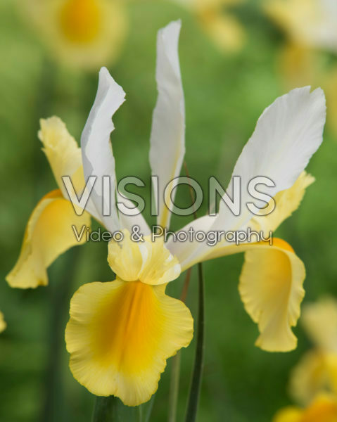 Iris Montecito Iris Montecito
